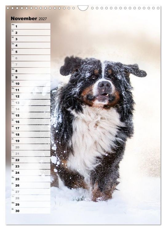 Produktbild: Berner Sennenhunde im Laufe der Jahreszeiten (Wandkalender 2027 DIN A3 hoch), CALVENDO Monatskalender