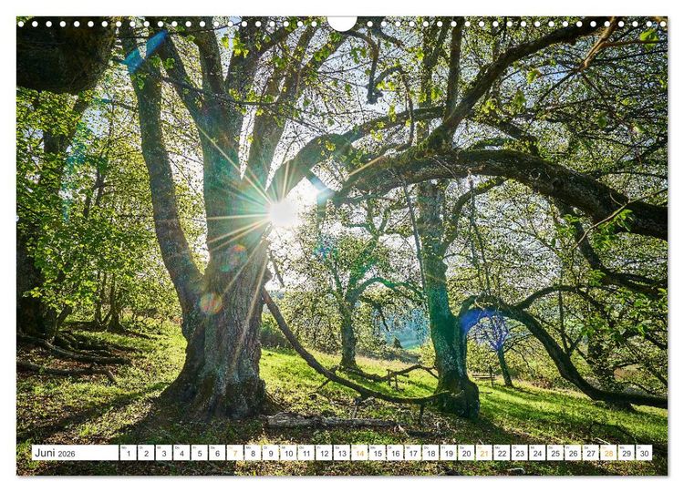 Produktbild: B&auml;ume im Altm&uuml;hltal (Wandkalender 2026 DIN A3 quer), CALVENDO Monatskalender