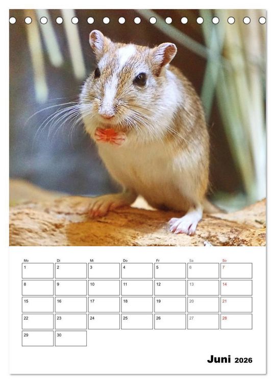 Produktbild: Mongolische Rennm&auml;use (Tischkalender 2026 DIN A5 hoch), CALVENDO Monatskalender
