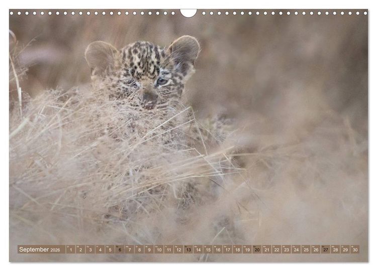 Produktbild: Raubkatzenkinder (Wandkalender 2026 DIN A3 quer), CALVENDO Monatskalender