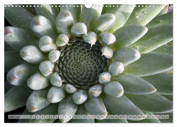 Produktbild: Sempervivum - Hauswurz (Wandkalender 2026 DIN A3 quer), CALVENDO Monatskalender