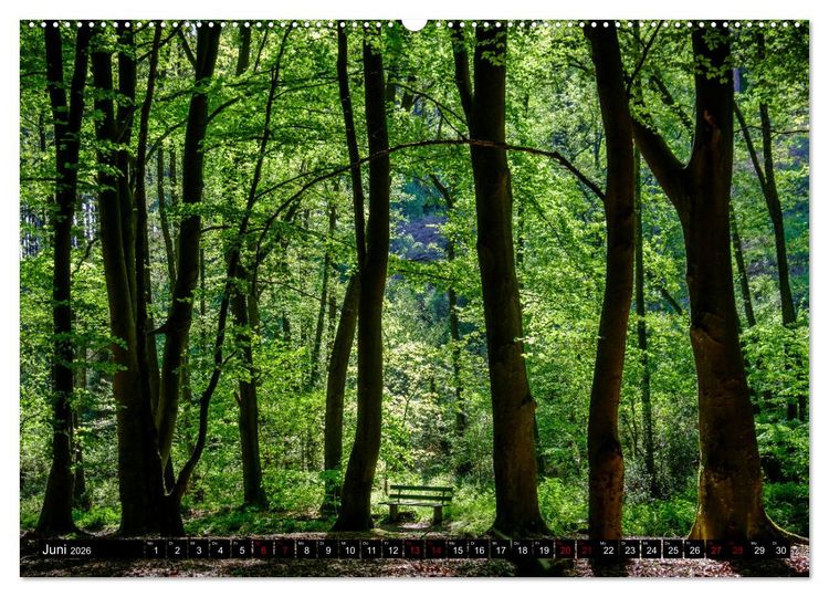 Produktbild: Wege des einfachen Gl&uuml;cks - Spazierg&auml;nge im Wald (Wandkalender 2026 DIN A2 quer), CALVENDO Monatskalender