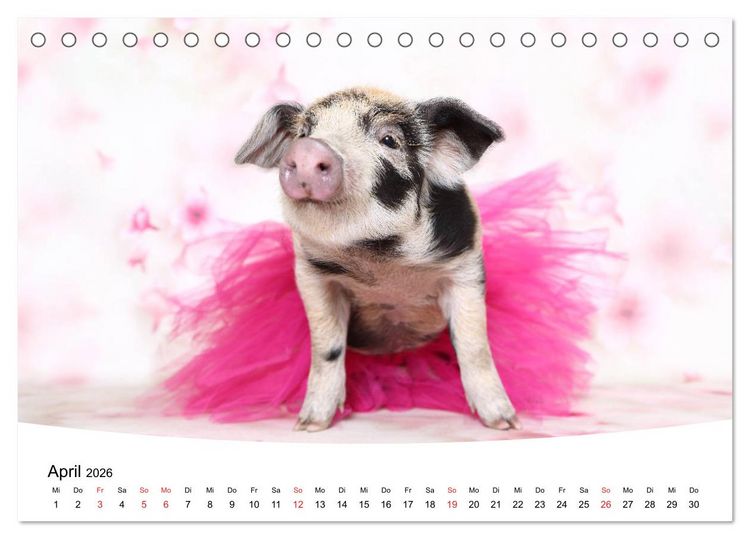 Produktbild: Niedliche Ferkel lovely piglets 2026 (Tischkalender 2026 DIN A5 quer), CALVENDO Monatskalender