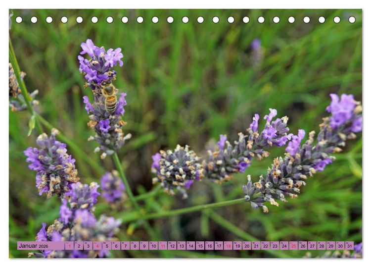 Produktbild: Farbzauber Lavendel (Tischkalender 2026 DIN A5 quer), CALVENDO Monatskalender