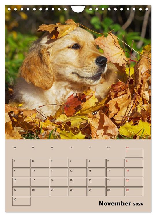 Produktbild: Jahresplaner Golden Retriever Welpen (Wandkalender 2026 DIN A4 hoch), CALVENDO Monatskalender