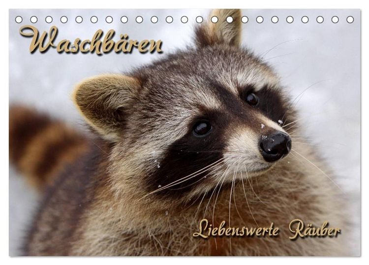 Produktbild: Waschb&auml;ren (Tischkalender 2026 DIN A5 quer), CALVENDO Monatskalender