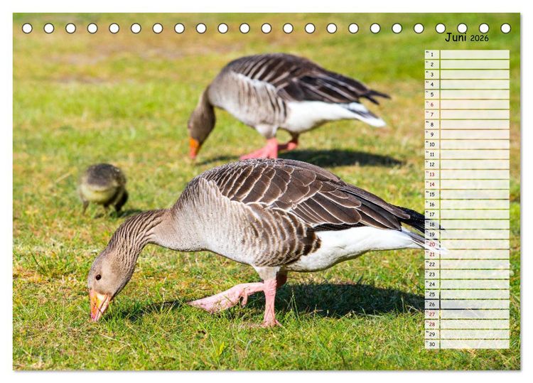 Produktbild: Geliebte Tiere auf dem Bauernhof (Tischkalender 2026 DIN A5 quer), CALVENDO Monatskalender