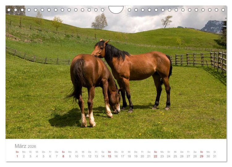 Produktbild: Pferde - Hobby und Leidenschaft (Wandkalender 2026 DIN A4 quer), CALVENDO Monatskalender
