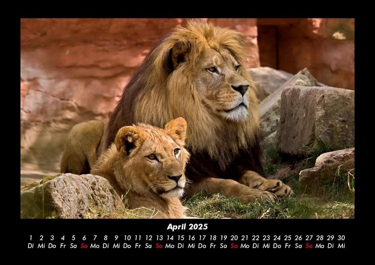 Produktbild: L&ouml;wen in der Wildnis 2025 Fotokalender DIN A3