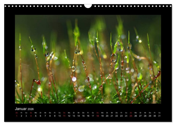 Produktbild: Meine kleine gr&uuml;ne Wassertropfen Welt (Wandkalender 2026 DIN A3 quer), CALVENDO Monatskalender