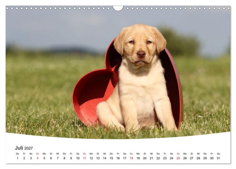 Produktbild: Labrador Welpen - Labrador Puppies (Wandkalender 2027 DIN A3 quer), CALVENDO Monatskalender