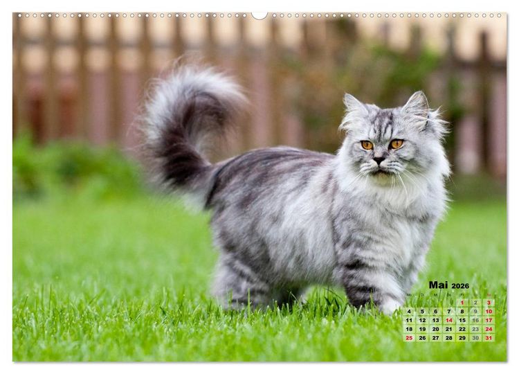 Produktbild: Katzen im Gr&uuml;nen (Wandkalender 2026 DIN A2 quer), CALVENDO Monatskalender