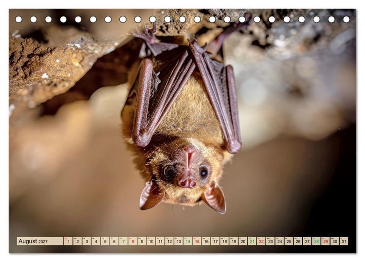 Produktbild: Die kleinsten Tiere - Weltweit (Tischkalender 2027 DIN A5 quer), CALVENDO Monatskalender