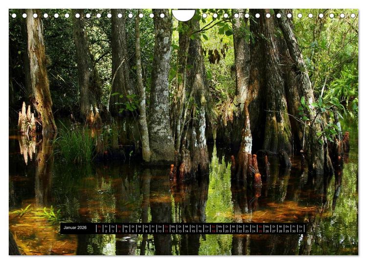 Produktbild: Florida Impressionen (Wandkalender 2026 DIN A4 quer), CALVENDO Monatskalender