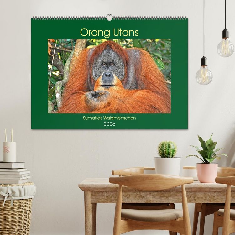 Produktbild: Orang Utans Sumatras Waldmenschen (Wandkalender 2026 DIN A2 quer), CALVENDO Monatskalender