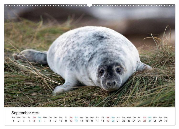 Produktbild: Grey Seal Pups of Donna Nook (High Quality Premium Wall Calendar 2026 DIN A2 landscape),CALVENDO 12 Month Wall Calendar
