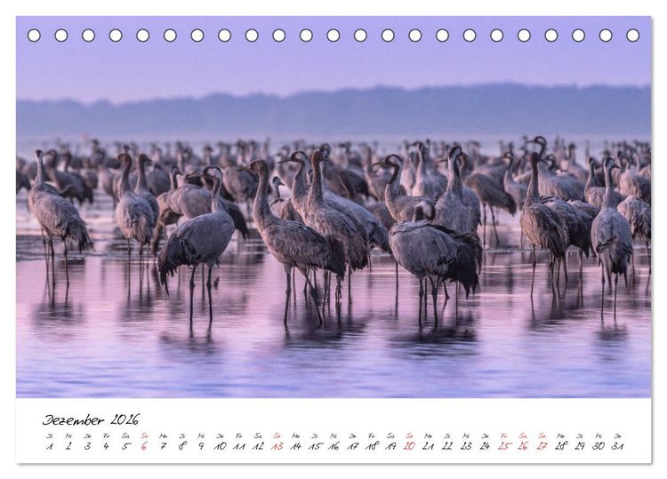 Produktbild: Kraniche am Schlafplatz - im Naturparadies der Mecklenburgischen Seenplatte (Tischkalender 2026 DIN A5 quer), CALVENDO Monatskalender