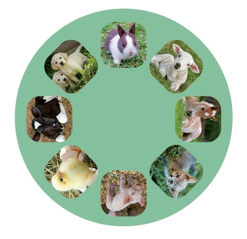 Produktbild: Kleine Diashow Tierbabys