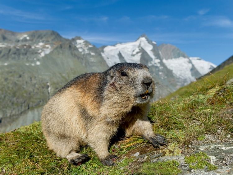 Produktbild: Murmel mit Gro&szlig;glockner (Puzzle)