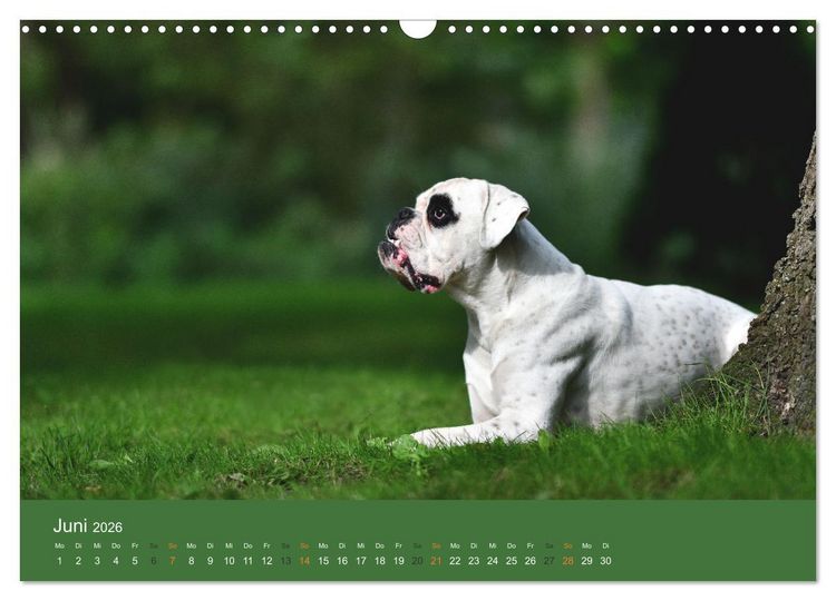 Produktbild: Der Boxer, der beste Hund der Welt (Wandkalender 2026 DIN A3 quer), CALVENDO Monatskalender