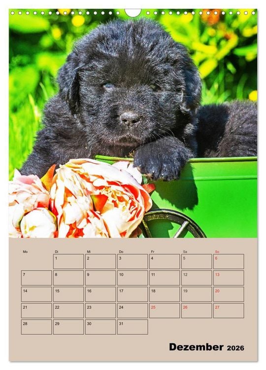 Produktbild: Familienplaner Neufundl&auml;nder Welpen (Wandkalender 2026 DIN A3 hoch), CALVENDO Monatskalender