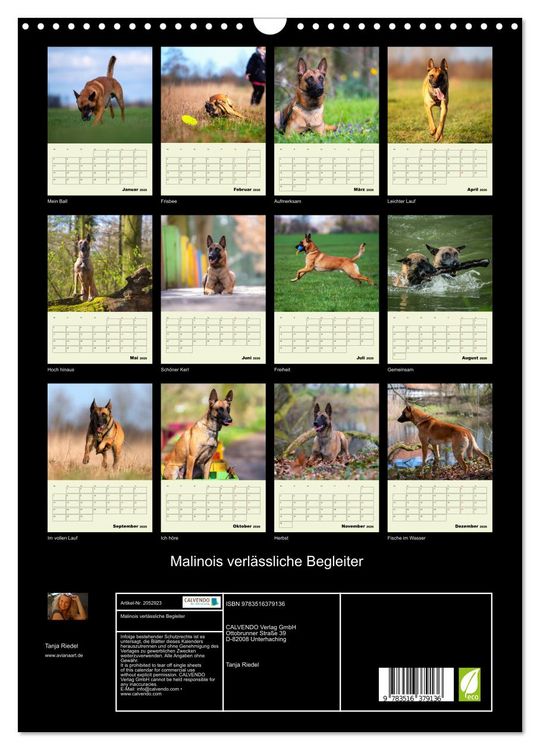 Produktbild: Malinois verl&auml;ssliche Begleiter (Wandkalender 2026 DIN A3 hoch), CALVENDO Monatskalender