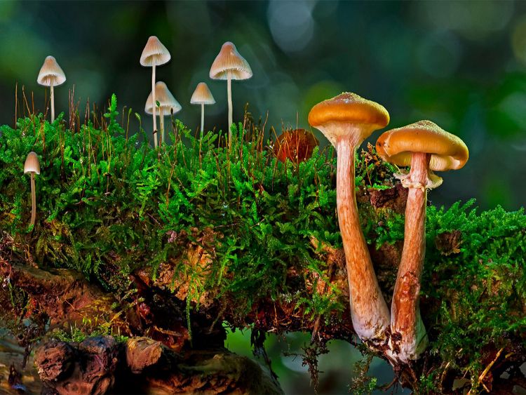 Produktbild: CALVENDO Puzzle Pilzgruppen 1000 Teile Lege-Gr&ouml;&szlig;e 640 x 480 cm Foto-Puzzle Bild von Peter Roder