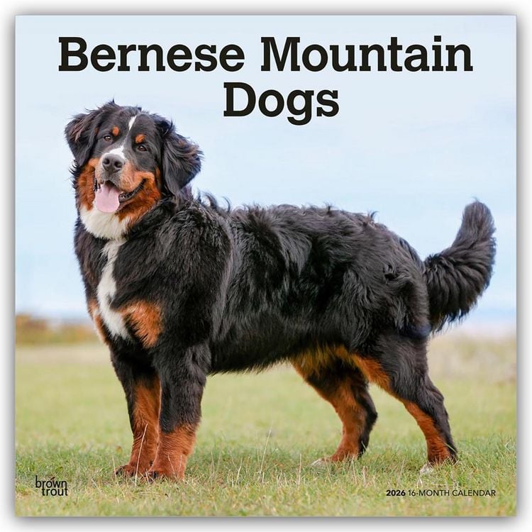 Produktbild: Bernese Mountain Dogs – Berner Sennenhund 2026 – 16-Monatskalender