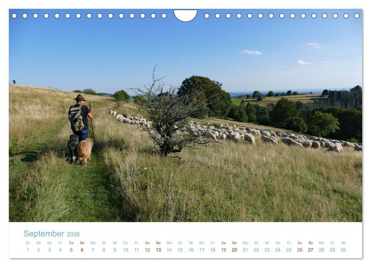 Produktbild: Mit Schafen durch das Jahr (Wandkalender 2026 DIN A4 quer), CALVENDO Monatskalender