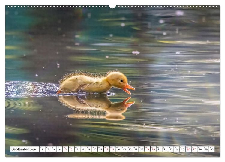 Produktbild: Flauschige Momente! Enten- und G&auml;nsek&uuml;ken im Jahreslauf (hochwertiger Premium Wandkalender 2026 DIN A2 quer), Kunstdruck in Hochglanz