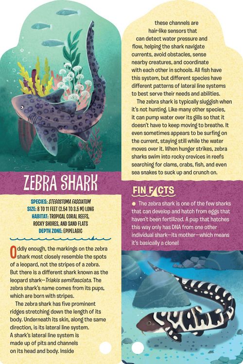 Produktbild: Fandex Kids: Sharks