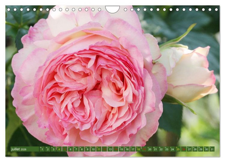 Produktbild: La beaut&eacute; des fleurs (Calendrier mural 2026 DIN A4 vertical), CALVENDO calendrier mensuel