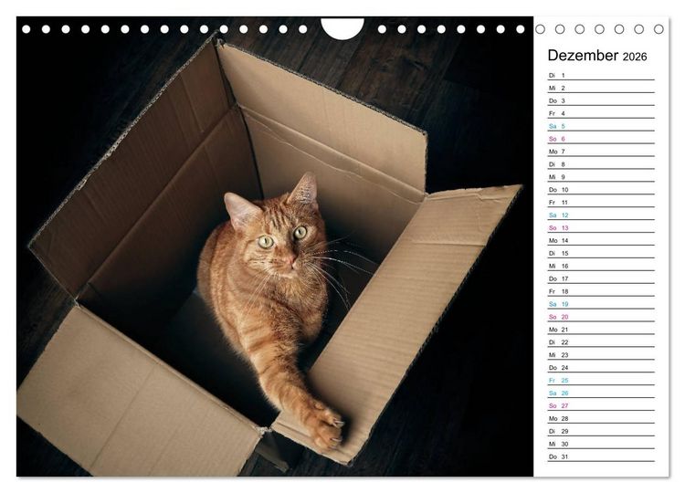 Produktbild: Karton Katzen (Wandkalender 2026 DIN A4 quer), CALVENDO Monatskalender