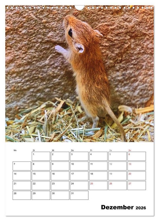 Produktbild: Mongolische Rennm&auml;use (Wandkalender 2026 DIN A3 hoch), CALVENDO Monatskalender