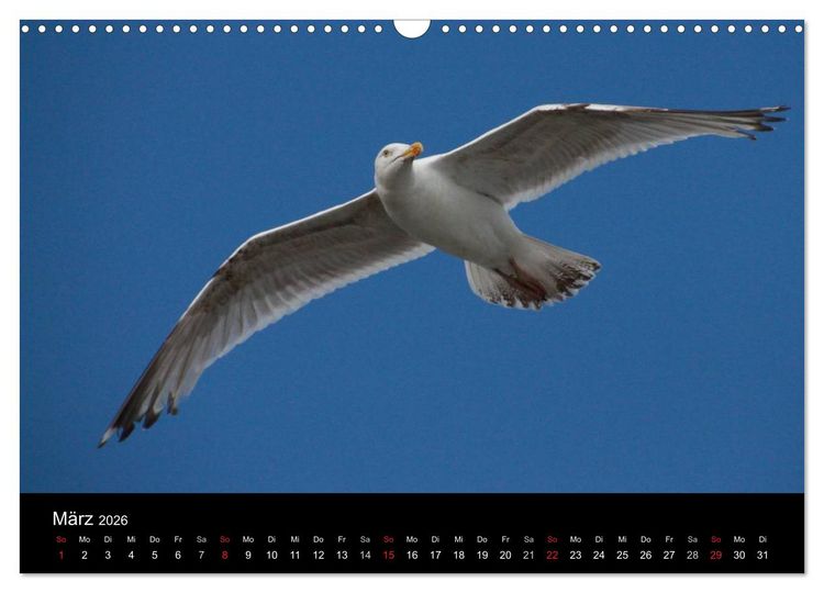 Produktbild: Spontane Fotografie - M&ouml;wen (Wandkalender 2026 DIN A3 quer), CALVENDO Monatskalender