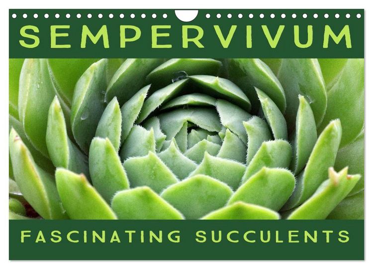 Produktbild: Sempervivum Fascinating Succulents (Wall Calendar 2026 DIN A4 landscape), CALVENDO 12 Month Wall Calendar