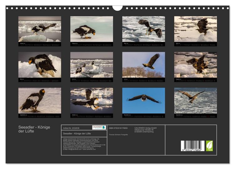 Produktbild: Seeadler - K&ouml;nige der L&uuml;fte (Wandkalender 2026 DIN A3 quer), CALVENDO Monatskalender