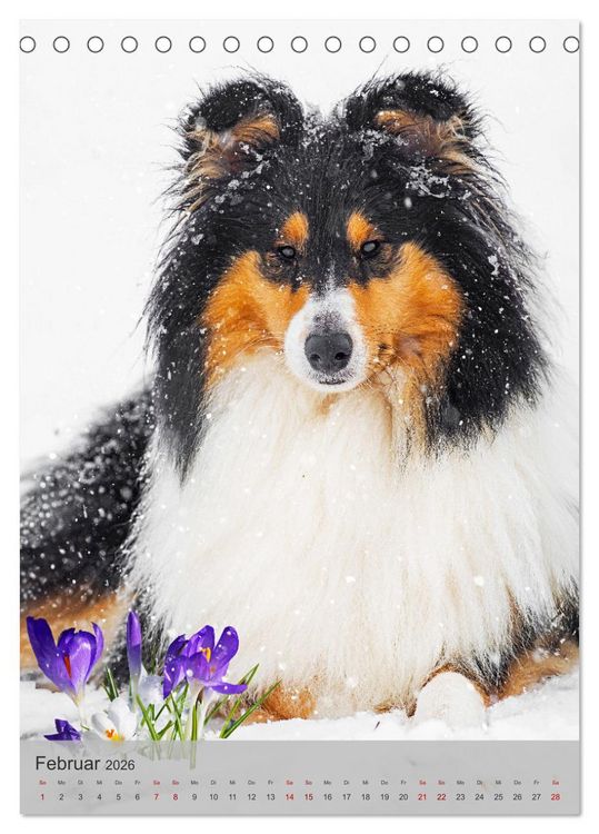 Produktbild: Traumhund Collie - Liebe auf vier Pfoten (Tischkalender 2026 DIN A5 hoch), CALVENDO Monatskalender