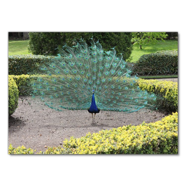 Produktbild: Lais Puzzle Pfau 1000 Teile