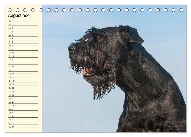 Produktbild: Treuer Freund Riesenschnauzer (Tischkalender 2026 DIN A5 quer), CALVENDO Monatskalender