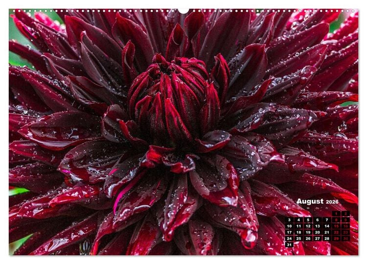 Produktbild: Im Herzen der Dahlie (hochwertiger Premium Wandkalender 2026 DIN A2 quer), Kunstdruck in Hochglanz