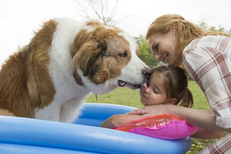 Produktbild: Bailey - Ein Hund kehrt zur&uuml;ck