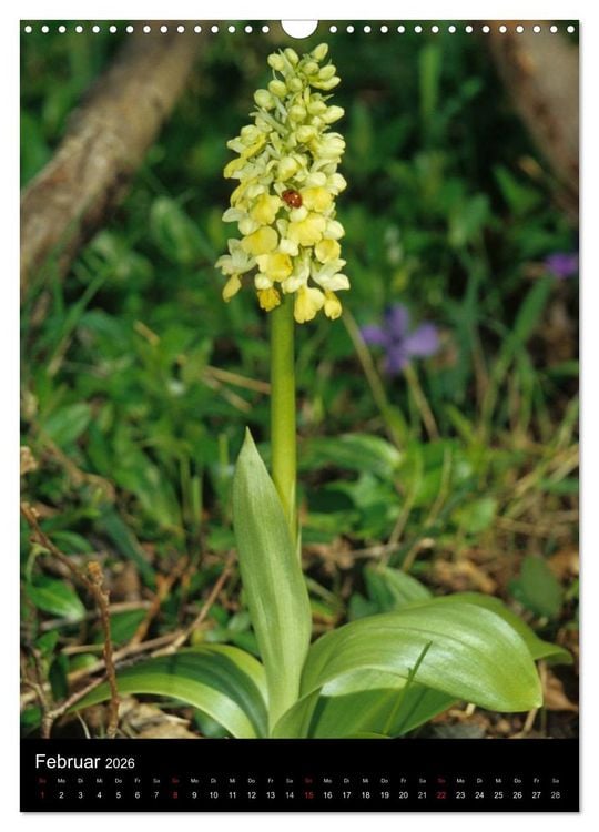 Produktbild: Wildwachsende Orchideen in Deutschland (Wandkalender 2026 DIN A3 hoch), CALVENDO Monatskalender