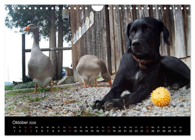 Produktbild: Der schwarze Hund und seine Freunde (Wandkalender 2026 DIN A4 quer), CALVENDO Monatskalender