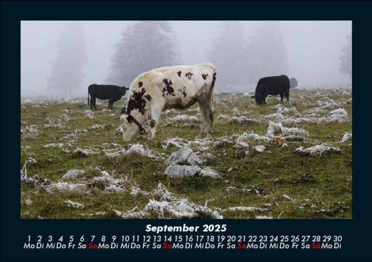 Produktbild: Kuhkalender 2025 Fotokalender DIN A5