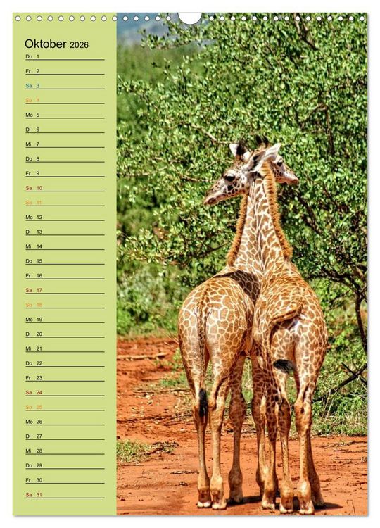 Produktbild: Giraffen. Voller Stolz und Grazie (Wandkalender 2026 DIN A3 hoch), CALVENDO Monatskalender