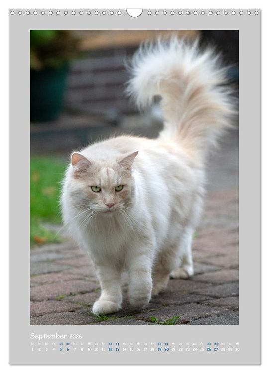 Produktbild: Maincoon & Co. - Rassekatzen mit Klasse (Wandkalender 2026 DIN A3 hoch), CALVENDO Monatskalender