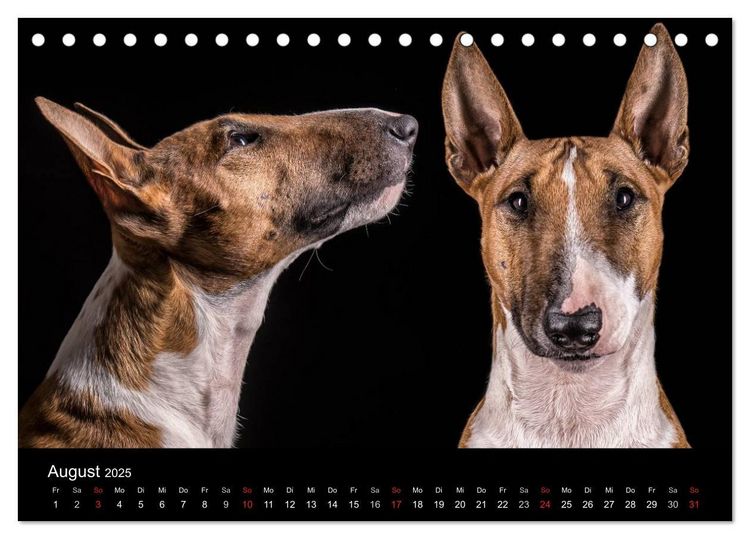 Produktbild: Bullterrier (Tischkalender 2025 DIN A5 quer), CALVENDO Monatskalender