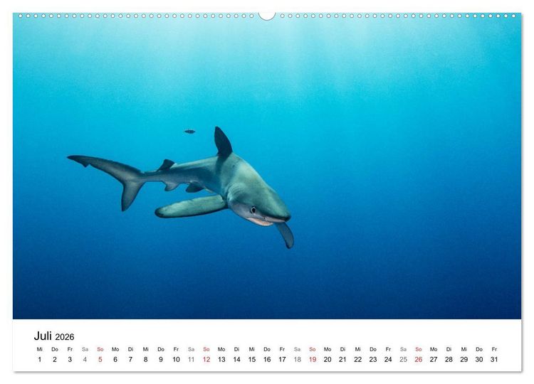 Produktbild: Highlights aus dem Meer - Tauchkalender (Wandkalender 2026 DIN A2 quer), CALVENDO Monatskalender
