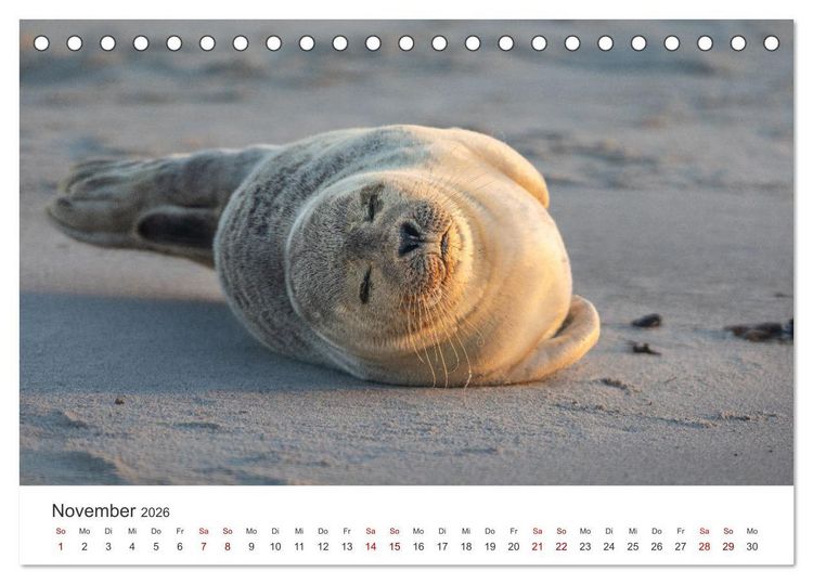Produktbild: Junge Kegelrobben (Tischkalender 2026 DIN A5 quer), CALVENDO Monatskalender